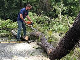 Reliable Pataskala, OH Tree Care Services Solutions