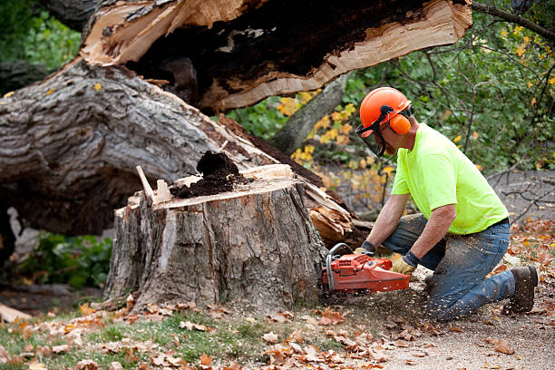 Best Tree Disease Treatment  in Pataskala, OH