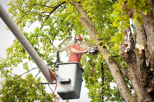 Best Tree Maintenance Programs  in Pataskala, OH